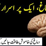 انسانی دماغ کی ایک حقیقت پر مبنی تصویر، جس میں دماغ کے پیچیدہ حصے اور خالی جگہ ٹیکسٹ کے لیے موجود ہے۔