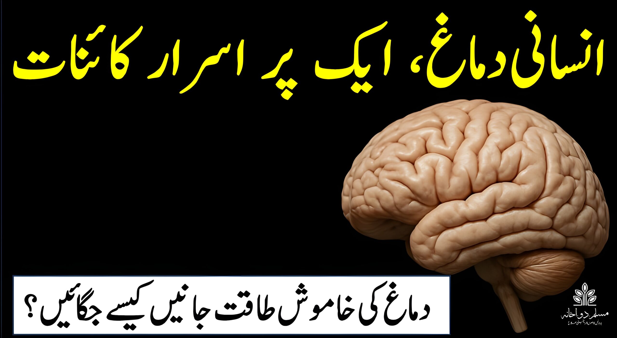 انسانی دماغ کی ایک حقیقت پر مبنی تصویر، جس میں دماغ کے پیچیدہ حصے اور خالی جگہ ٹیکسٹ کے لیے موجود ہے۔
