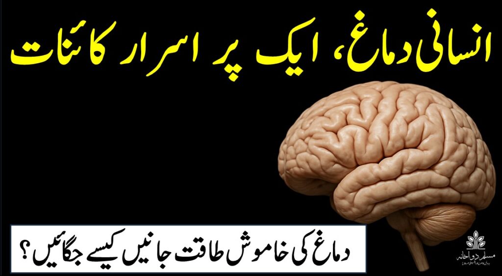 انسانی دماغ کی ایک حقیقت پر مبنی تصویر، جس میں دماغ کے پیچیدہ حصے اور خالی جگہ ٹیکسٹ کے لیے موجود ہے۔